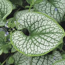 Brunnera 'Silver Heart'