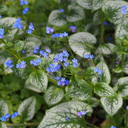 Brunnera 'Silver Heart'