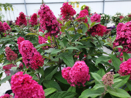 Buddleja 'Butterfly Candy Little Ruby'