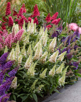 Buddleja 'Butterfly Candy Little White'