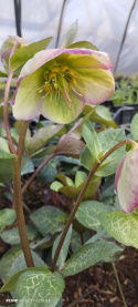 Ciemiernik- Helleborus 'Glenda Gloss' (p11)