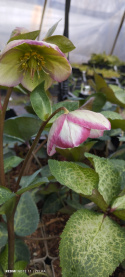 Ciemiernik- Helleborus 'Glenda Gloss' (p11)