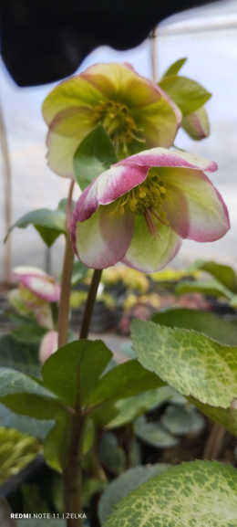 Ciemiernik- Helleborus 'Glenda Gloss' (p11)