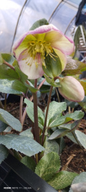 Ciemiernik- Helleborus 'Glenda Gloss' (p11)