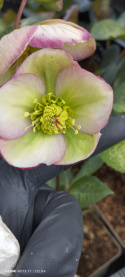 Ciemiernik- Helleborus 'Glenda Gloss' (p11)