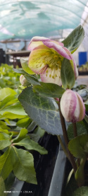 Ciemiernik- Helleborus 'Glenda Gloss' (p11)