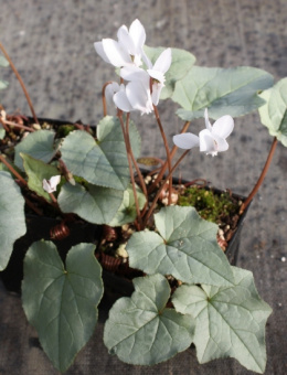 Cyklamen bluszczolistny- Cyclamen hederifolium 'Silver Leaf Album' (p9)