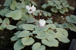 Cyklamen bluszczolistny- Cyclamen hederifolium 'Silver Leaf Album' (p9)