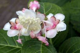 Deinanthe bifida 'Pink Kii'