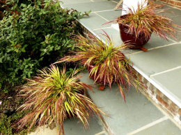 Hakonechloa 'Beni Kaze'