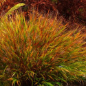 Hakonechloa 'Beni Kaze'