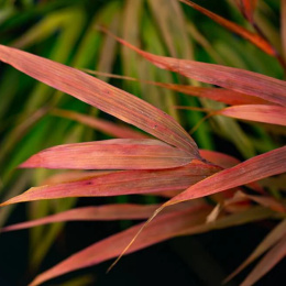 Hakonechloa 'Beni Kaze' (p9)