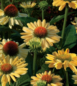 Jeżówka - Echinacea 'Aloha'