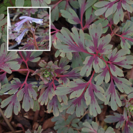 Kokorycz odgięta- Corydalis flexuosa 'Purple Leaf'