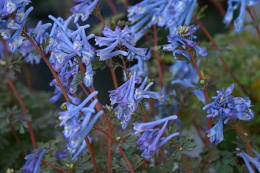 Kokorycz odgięta- Corydalis flexuosa 'Purple Leaf'