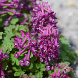 Kokorycz pełna- Corydalis solida 'Purple Bird'