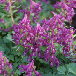 Kokorycz pełna- Corydalis solida 'Purple Bird'