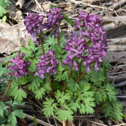 Kokorycz pełna- Corydalis solida