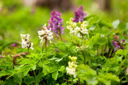 Kokorycz pełna- Corydalis solida