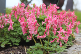 Kokorycz pełna- Corydalis solida 'Beth Evans'