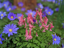 Kokorycz pełna- Corydalis solida 'Beth Evans'