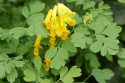 Kokorycz żółta- Corydalis lutea