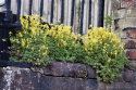 Kokorycz żółta- Corydalis lutea