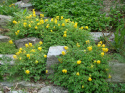 Kokorycz żółta- Corydalis lutea