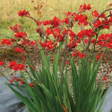 Krokosmia- Crocosmia 'Dragonfire'