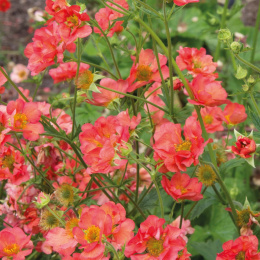 Kuklik- Geum 'Coral Tempest'