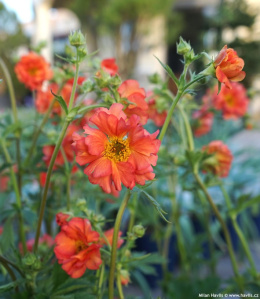 Kuklik- Geum 'Coral Tempest'