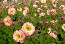 Kuklik- Geum 'Cosmopolitan'