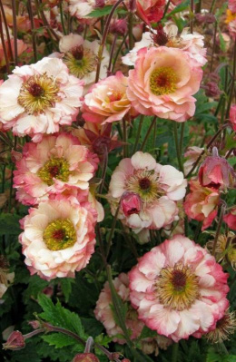 Kuklik- Geum 'Cosmopolitan'