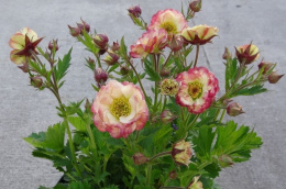 Kuklik- Geum 'Cosmopolitan' (p9)