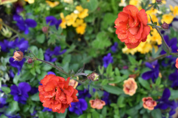 Kuklik- Geum 'Fiery Tempest'