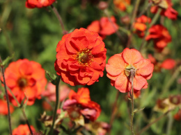 Kuklik- Geum 'Fiery Tempest'