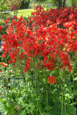 Kuklik- Geum 'Scarlet Tempest'