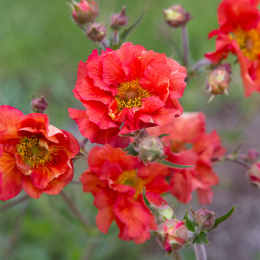 Kuklik- Geum 'Scarlet Tempest'