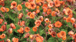 Kuklik- Geum 'Tempo Orange'