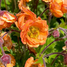 Kuklik- Geum 'Tempo Orange'