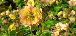 Kuklik- Geum 'Tempo Yellow'