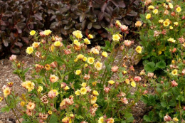 Kuklik- Geum 'Tempo Yellow'