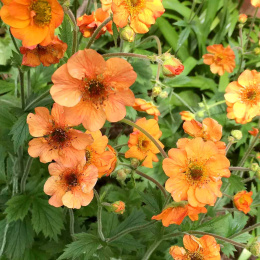 Kuklik- 'Geum 'Totally Tangerine' (p9)