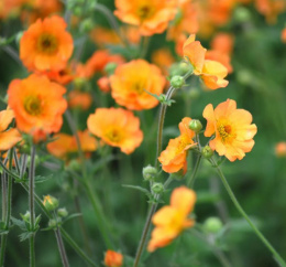 Kuklik- 'Geum 'Totally Tangerine' (p9)