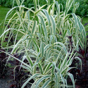 Lasecznica trzcinowata- Arundo donax 'Ely' (p11)