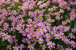 Nachyłek różowy- Coreopsis rosea 'American Dream'