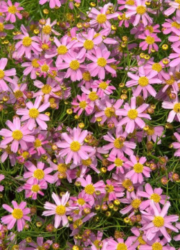 Nachyłek różowy- Coreopsis rosea 'American Dream'