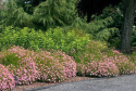 Nachyłek różowy- Coreopsis rosea 'American Dream'