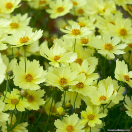 Nachyłek- Coreopsis 'Full Moon'