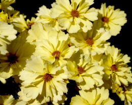 Nachyłek- Coreopsis 'Full Moon'